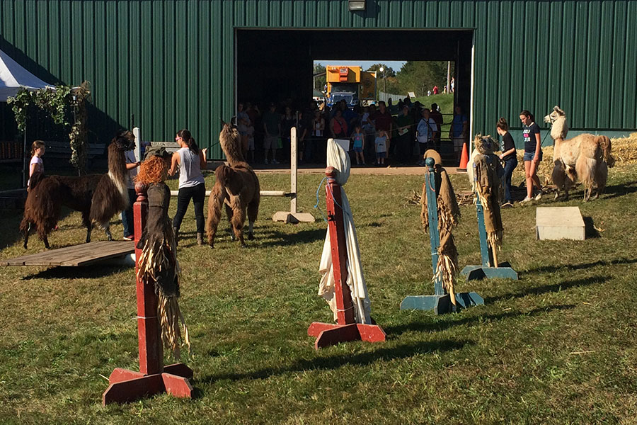 Trainers show off their llamas at the Fair.
