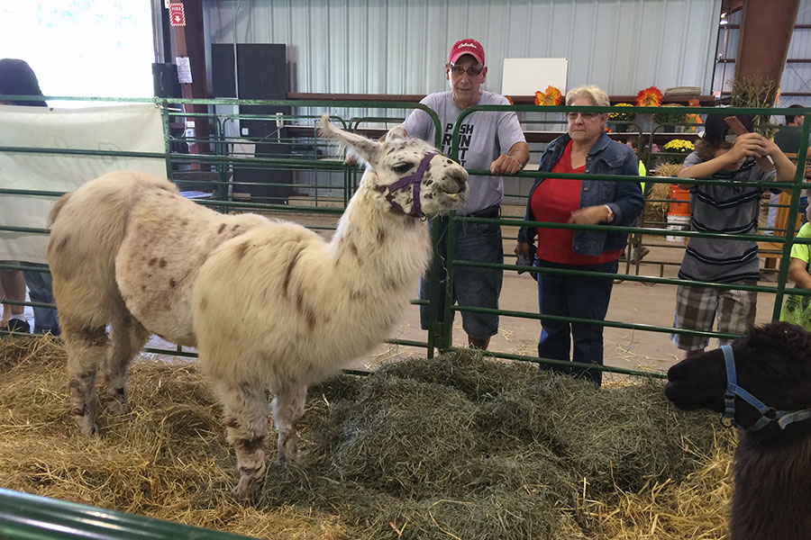 Fair visitors admire a llama.
