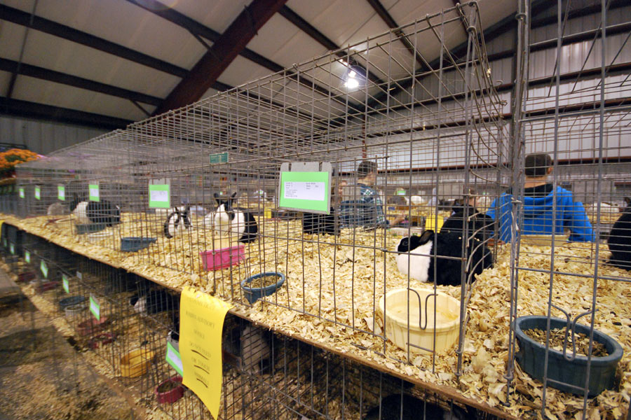 Long row of rabbit cages.