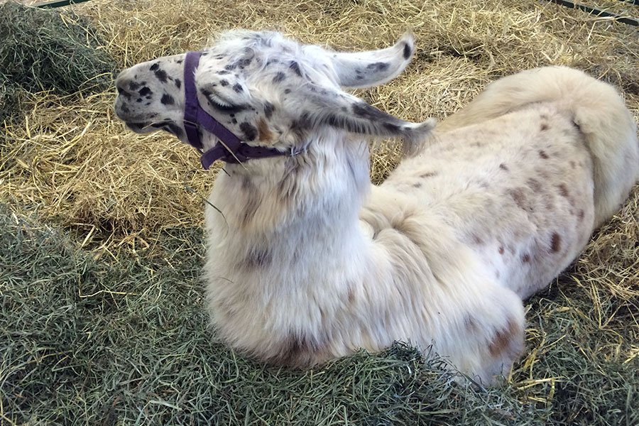 Tan llama sitting on the ground.