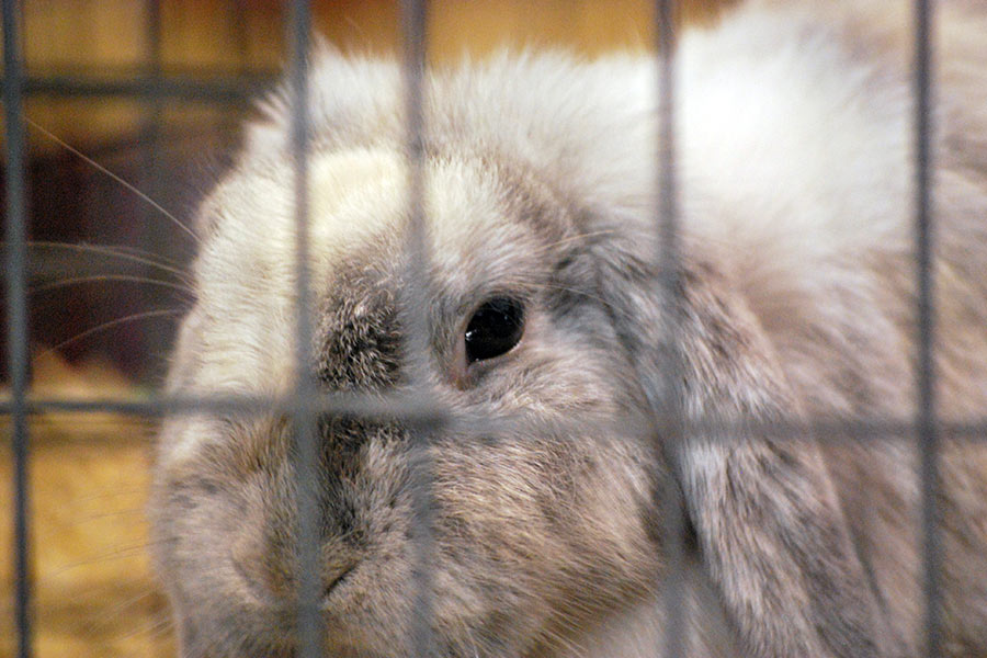Closeup of a gray rabbit.