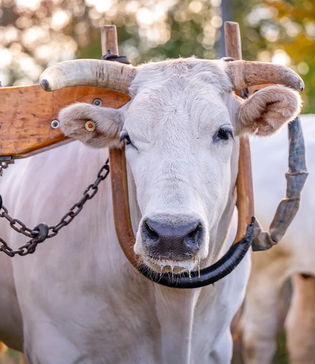 White cattle wearing yoke