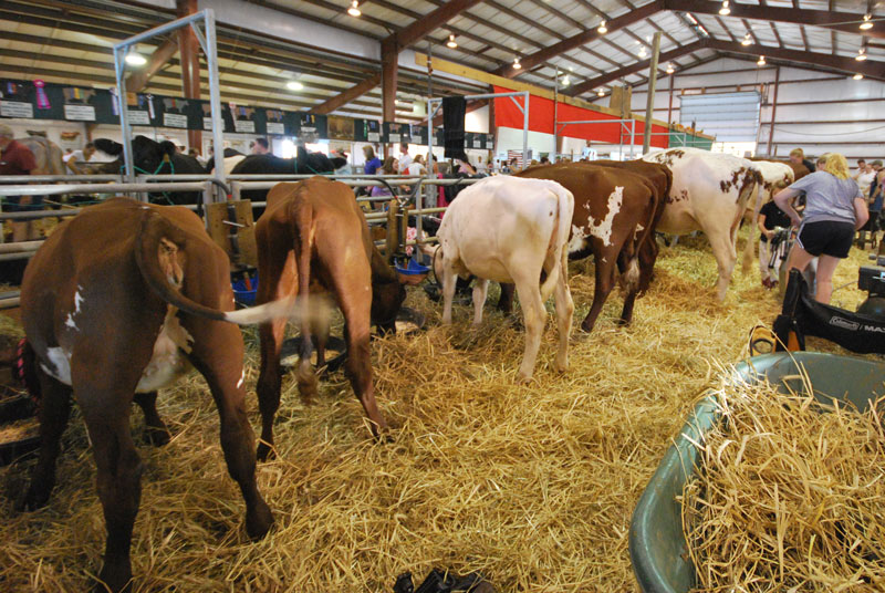 Dairy Cattle.