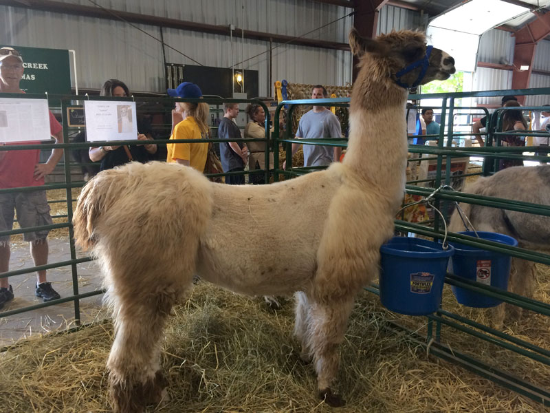 Llama in a pen at the fair.