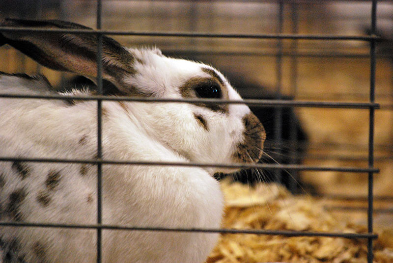 Rabbit in a cage.