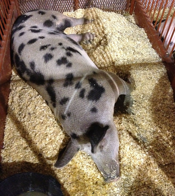 Spotted pig lying in its pen.