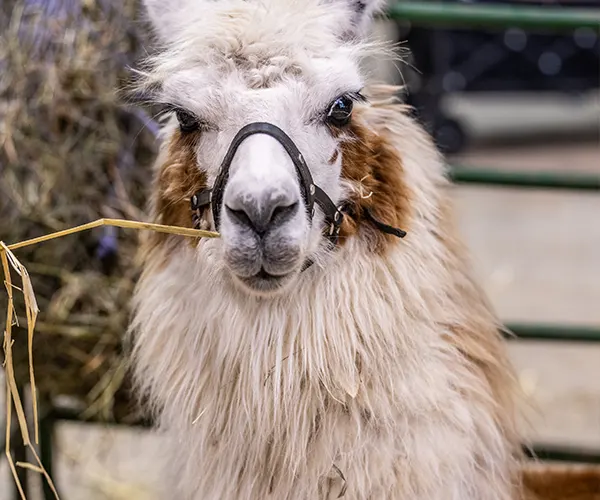 Llama eating hay