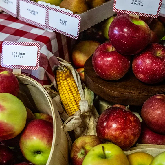 Display featuring a variety of different types of apples and a single ear of corn