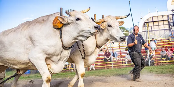 Man driving a team of white cattle