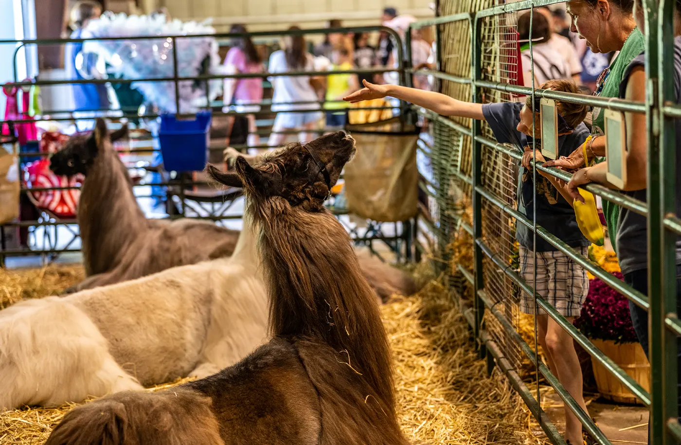 Boy reaching into an enclosure to pet an alpaca